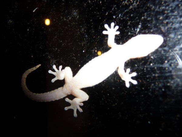 A gecko on the window