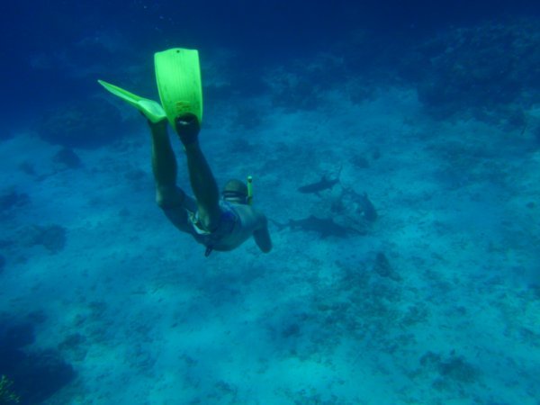 Ross shark diving