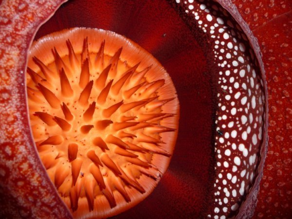 A rafflesia close up