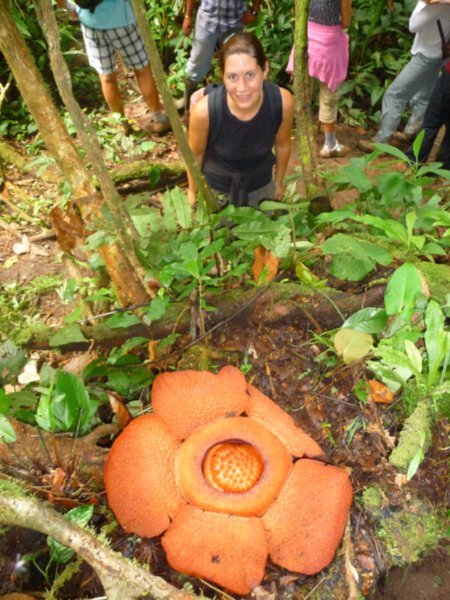 Pol & the second rafflesia