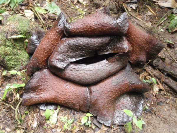 A dying rafflesia