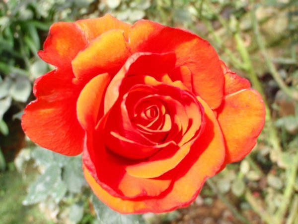 English rose