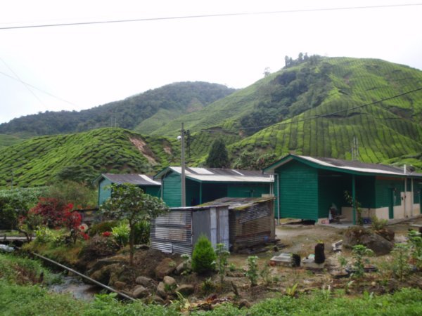 The tea worker's homes