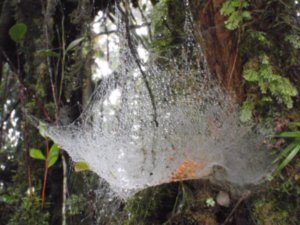 Spider's web in the mossy forest