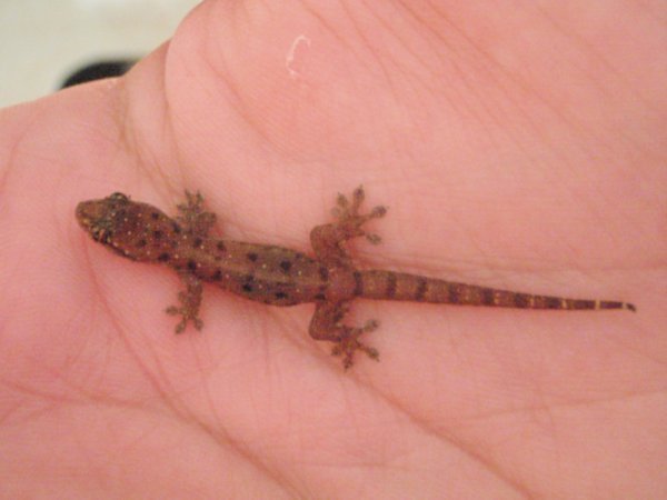 A mini gecko