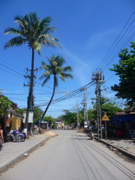 Palm trees and telegraph poles