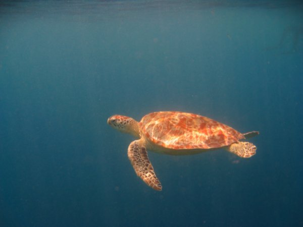 A green turtle on its way up for air