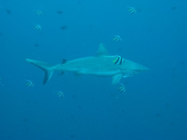 Our friendly 2.5m grey reef shark surrounded by longfin bannerfish