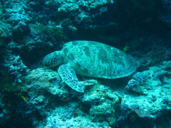 Another green turtle resting on the bottom