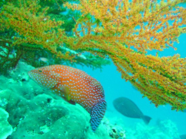 Coral rockcod