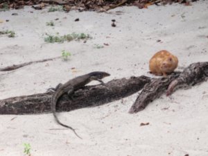 A monitor lizard after some pussy