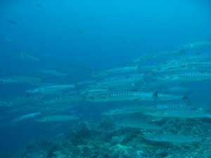 A school of striped barracuda swim in the current