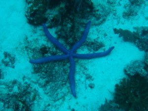 A blue starfish