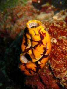 Yellow and purple tunicate