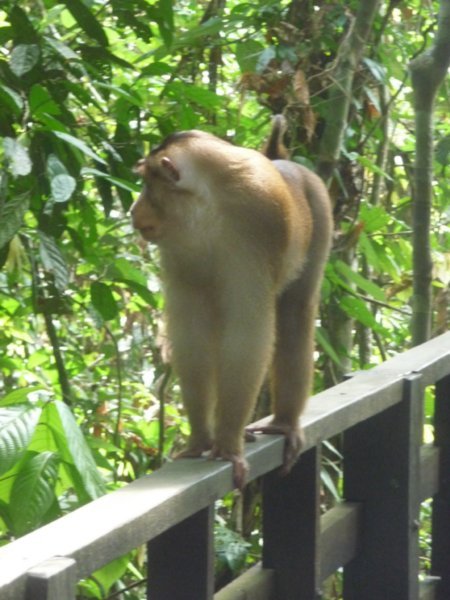 A feisty male macaque