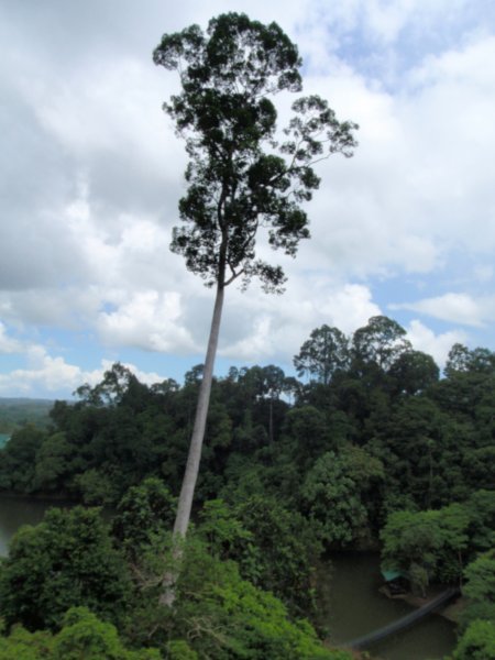 View from top of the rainforest