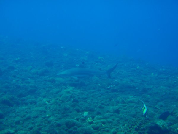Black-tip reef shark coming to check us out