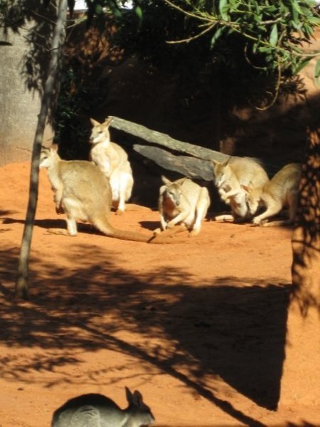 kangaroo pack