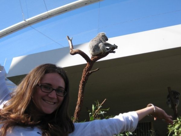 my 1 koala