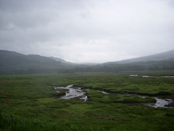 the marsh