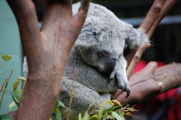 Snuggly Koala