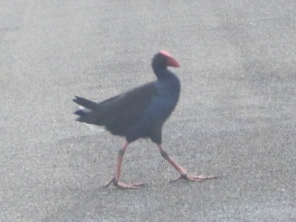Why did the Pukeko Bird cross the road?
