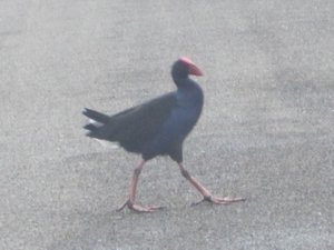 Why did the Pukeko Bird cross the road?