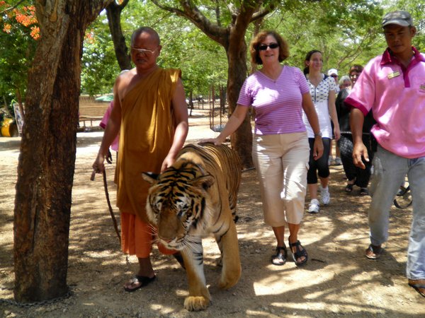 walking the tiger with the monk at the Tiger Temple