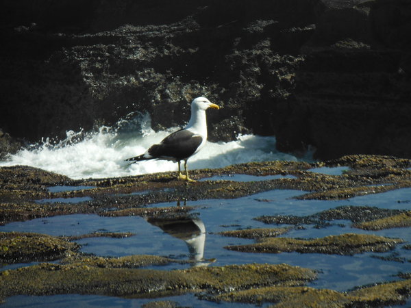 Seagull reflecting