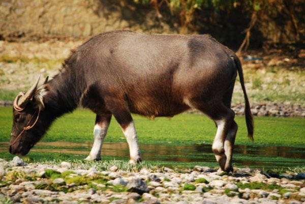 Li River Cow