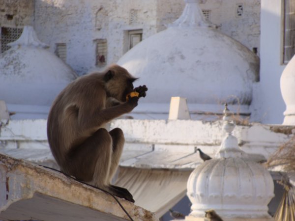 Pushkar Monkeys