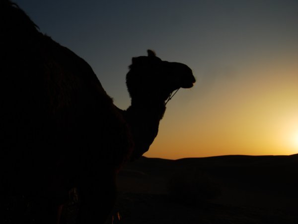 Camel Sunset