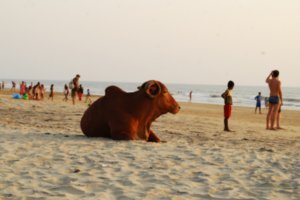 beach cow