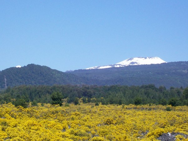 Volcanic Region, Pucon