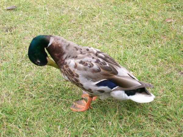 A duck in the park!