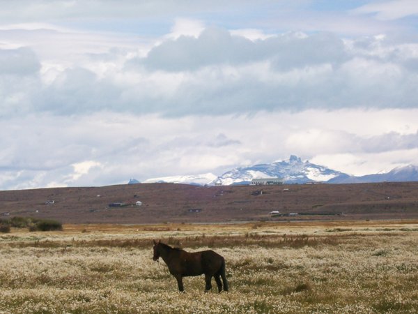 A Patagonian Horse