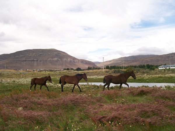 Patagonian Horses