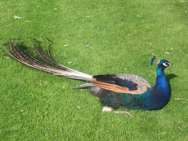 Peacock at Holland Park