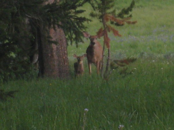 Momma Deer and Fawn