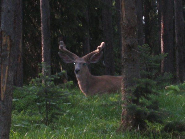 Elk near campsite