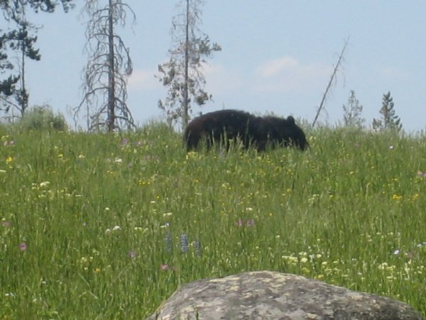 Black Bear on Road
