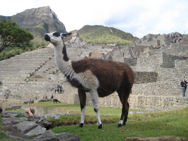 Die heutigen Bewohner von Machu Picchu