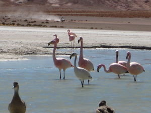 Flamingos - eine beeindruckende Nahaufrnahme