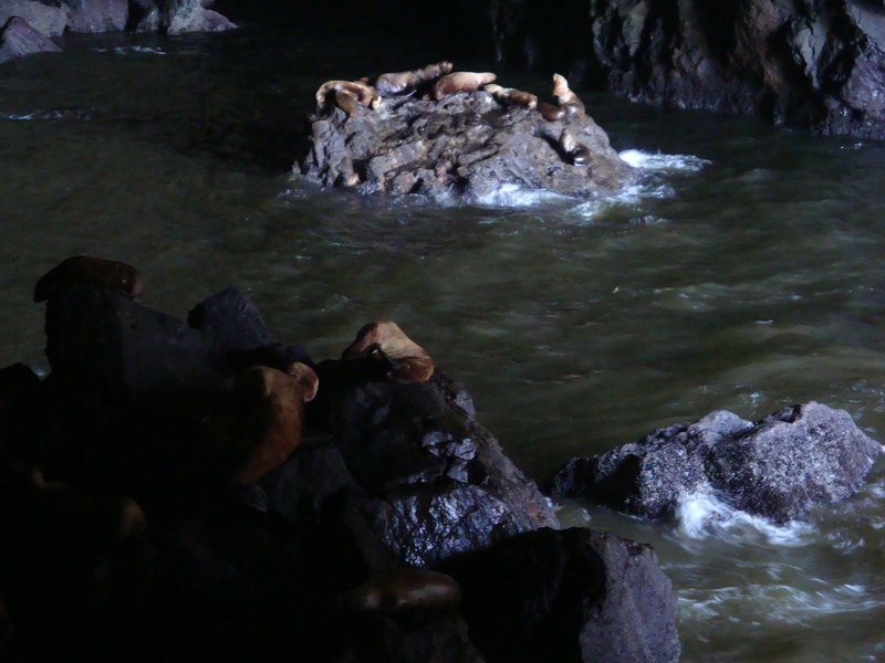 The Sea Lion Cave