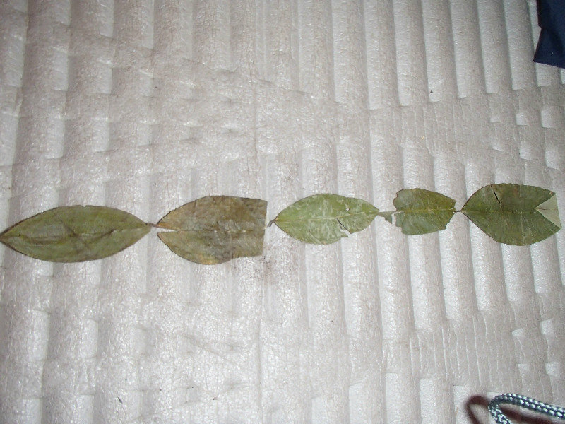 A line of Coca