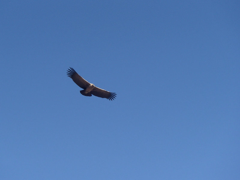 A Condor, at its most magestic, just dont get any closer!