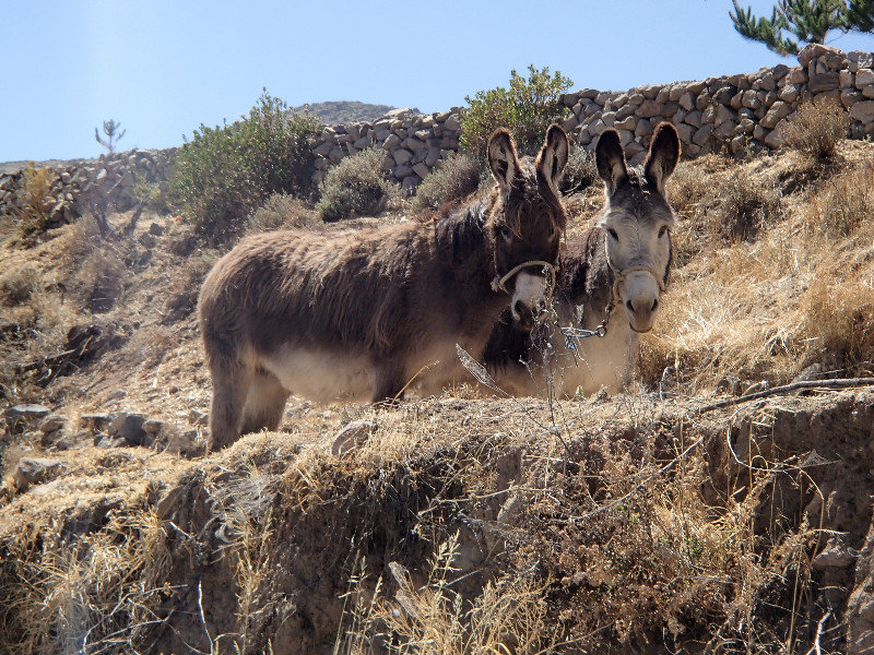 Mules: More magestic beasts