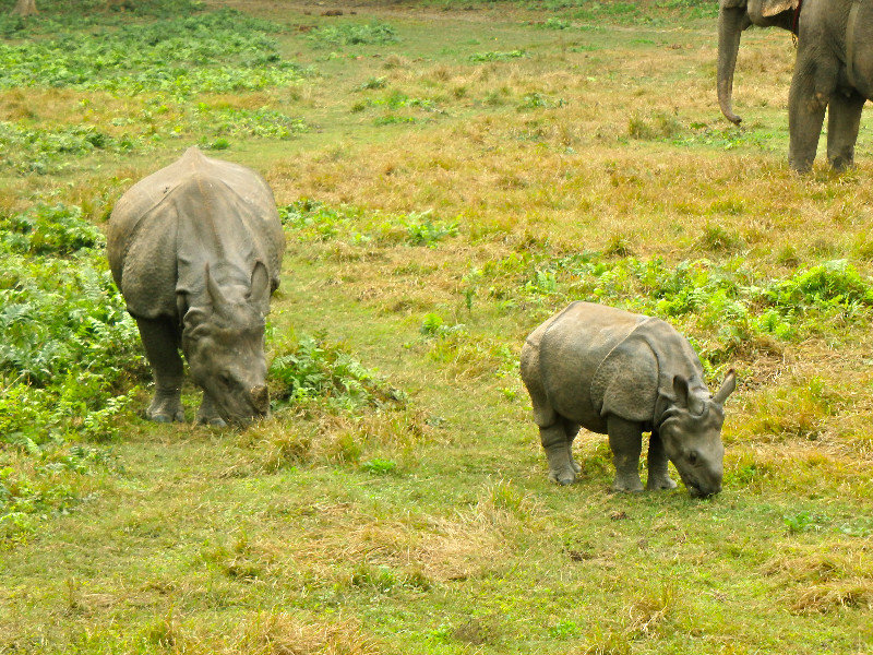 Mom and baby One-Horned Rhino