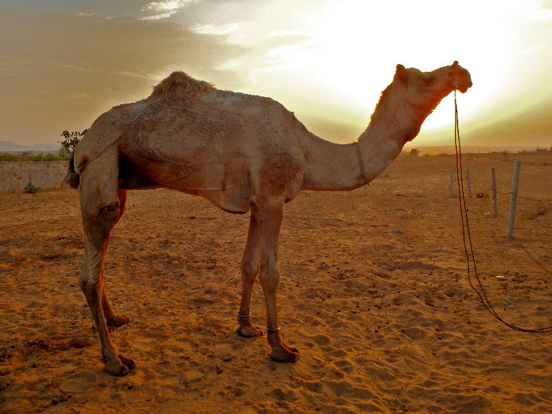 Camel at Sundown