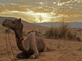 Camel at sunup